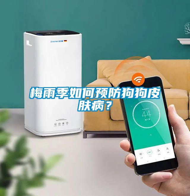 梅雨季如何预防狗狗皮肤病？