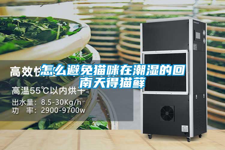 怎么避免猫咪在潮湿的回南天得猫藓
