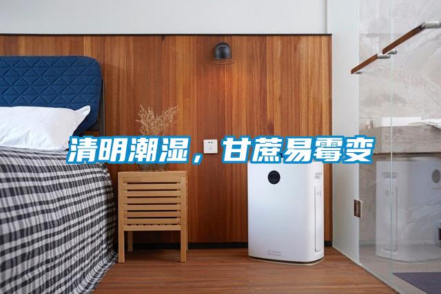 清明潮湿，甘蔗易霉变