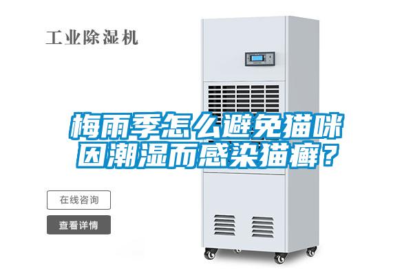 梅雨季怎么避免猫咪因潮湿而感染猫癣？