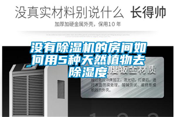 没有除湿机的房间如何用5种天然植物去除湿度