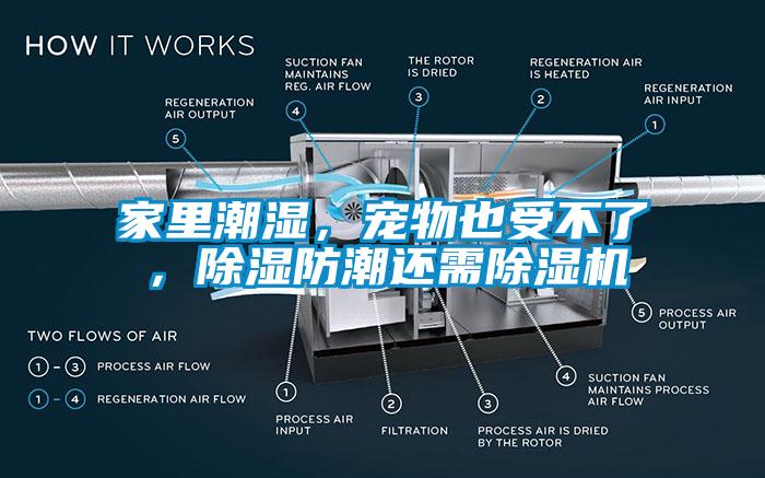 家里潮湿，宠物也受不了，除湿防潮还需除湿机