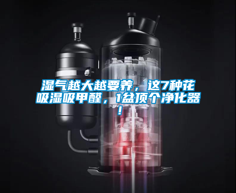 湿气越大越要养，这7种花吸湿吸甲醛，1盆顶个净化器！